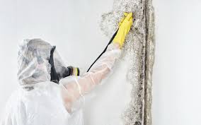 Biohazard Mold Removal in Duquesne, PA